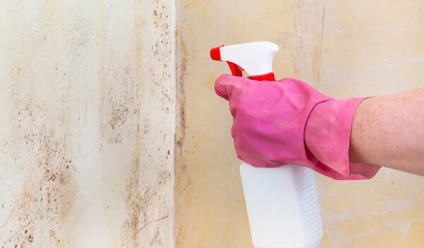 Model Removal: What Kills Mold Permanently?